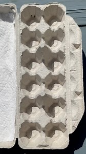 Did you know that with age Marans hens will start to lay slightly lighter eggs? And that different color varieties of Marans will lay different shades of brown eggs, with the Black Copper laying the darkest! 🤎🥚 Do you want to add that beautiful pop of color to your egg carton? Shop the Marans now on our website! ⬇️ https://greenfirefarms.com/marans.html #greenfirefarms #farmingdoneright #farmlife #farm #farming #sustainablefarming #sustainability #chickens #poultry #hatchingeggs #homestead #ba