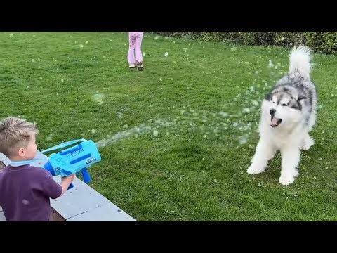 My Dog Had A Bubble Fight! (So Cute!!)