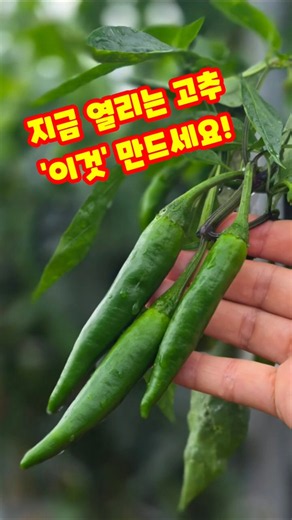 씨 적고 안 매운 고추? 지고추·부각 만들기 딱 좋습니다​ 꼭 해야 하는 고추 활용법 #고추 #고추농사 #지고추 #고추부각 #고추활용법 #괴산울엄마 #shorts