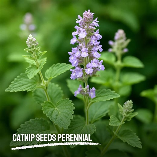 4000 Catnip Seeds Heirloom NON-GMO Fresh Perennial Herb Seeds Easy to Grow Garden Plant - Etsy