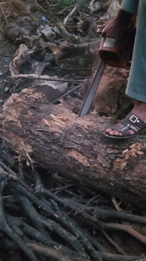 Night 🌙 time tree 🌳 cutting video #chainsaw Shorts #asmr