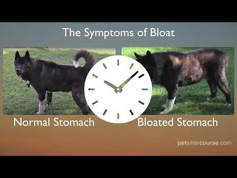 Bloat: Symptoms Causes and Prevention