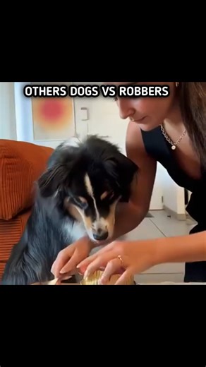OTHERS DOG FOOD VS ROBBERS☠️