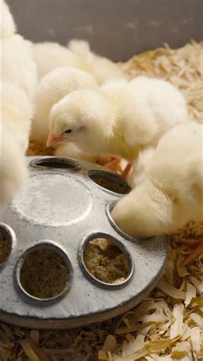 Why Every New Chicken Keeper Buys the Wrong Breed First