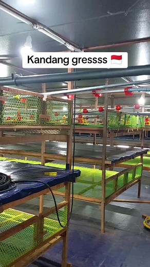 Kandang Koloni Ayam: Inovasi Ternak Modern di Bogor