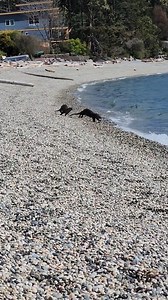 🤣 'Caption This' 🦦 River Otters chase each other along the beach at Sunshine Coast BC Canada 🇨🇦 #WildlifeWednesday #VIDEO Ashley Lavins https://instagram.com/tha_greys/ MORE Wildlife Videos at https://facebook.com/bc.sunshine.coast/videos #RiverOtters #ocean #sunshinecoast #spring2024 #wildlife #marinelife #sunshinecoastbc #britishcolumbia #canada #otters | Sunshine Coast BC Canada