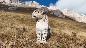 7K views · 501 reactions | This #snowleopard was filmed looking out over #China's Sanjiangyuan National Park. The park, located in Qinghai Province, is one of the first national parks officially established in China. | Xi's Moments | Facebook