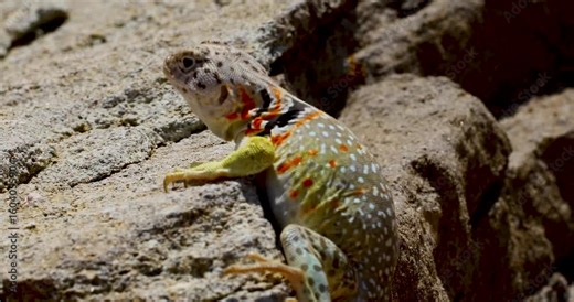Static closeup video of a female Eastern Collared lizard Crotaphytus collaris agitated