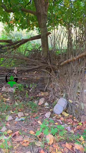 Persimmon tree grafting techniques | persimmon fruit #grafting #persimmon #tree #satisfying | Easy Grafting Techniques