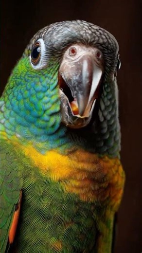 Africa's Most Charming Pocket Parrot Will Steal Your Heart! 🦜 #birds #wildlifeentertainment #animals