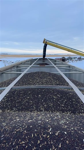 Exploring Grain Hauling in Saskatchewan's Winter