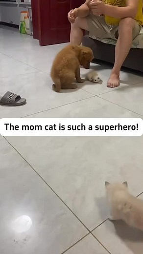 292K views · 9.8K reactions | She's a first-time cat mom figuring it out.殺殺#cats #catsoftiktok #funnycat #funnyvideos #funnyanimals #fyp #usa | Cat Funny Videos 018 | Facebook
