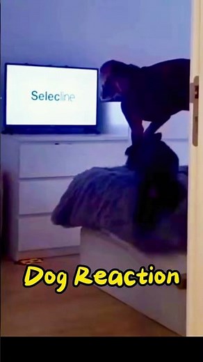 Dog watching TV too much, the owner turned off the TV was "disliked". #shorts