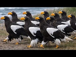 Birds of Japan: Weird, Rare & Wild | wild wings