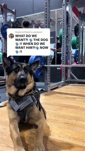Replying to @Claire #germanshepherd #goose #gym | german shepherd