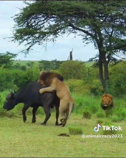 Male lions hunting bufallo!!! #animals #lion #bufallo