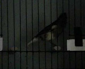 Roller Canary Schockel sung ?