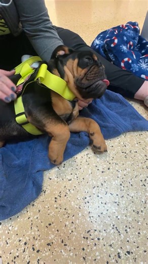 Kansas City English Bulldog Rescue on Reels