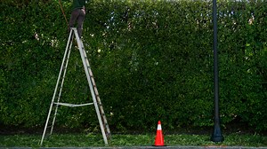 Palm Beach renews program waiving ficus-hedge disposal fees