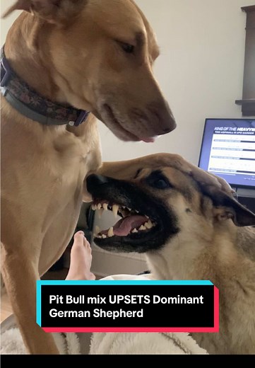 Understanding Canine Behavior: Pit Bull Mix Challenges German Shepherd