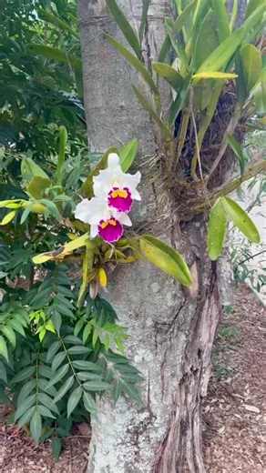 This week’s Flower Tales is basically a colour explosion… and we are here for it! The gardens are absolutely bloomin’ marvellous right now. Summer has turned up the heat and our flowers have decided to show off in the best possible way. From vibrant pops of colour around every corner to petals putting on their own little parade, there’s something new to admire with every wander. If you’ve been waiting for a sign to visit… this is it. Come soak up the sunshine, breathe it all in and let the garde