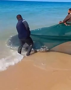 As Israeli forces abduct peace activists from the Global Sumud Flotilla in international waters, Palestinians in Gaza continue casting their nets, catching real fish despite the Israeli siege. | Dr Muhammad Salah