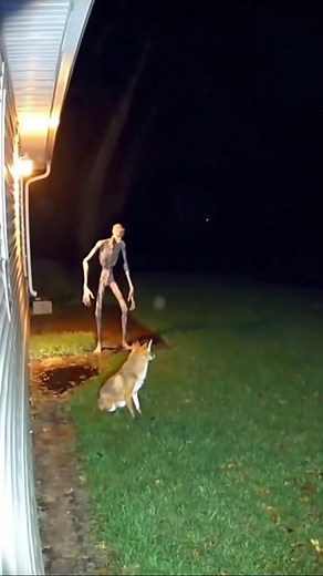 2.3K views · 22 reactions | A mysterious creature suddenly attacked a pet dog sitting outside the house, and the entire terrifying moment was caught on CCTV. Viewers are shocked by what the night camera recorded. Watch till the end — this footage is unbelievable. | Global News Network | Facebook