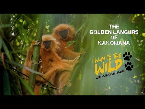 GOLDEN LANGURS OF KAKOIJANA | WAY TO THE WILD WITH MAYURESH HENDRE