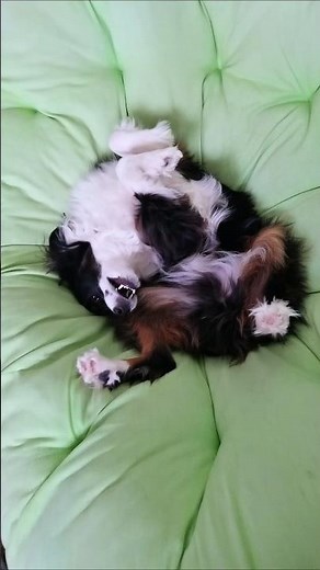 🎶 Dogs Just Wanna Have Fun | Mini Aussie Compilation