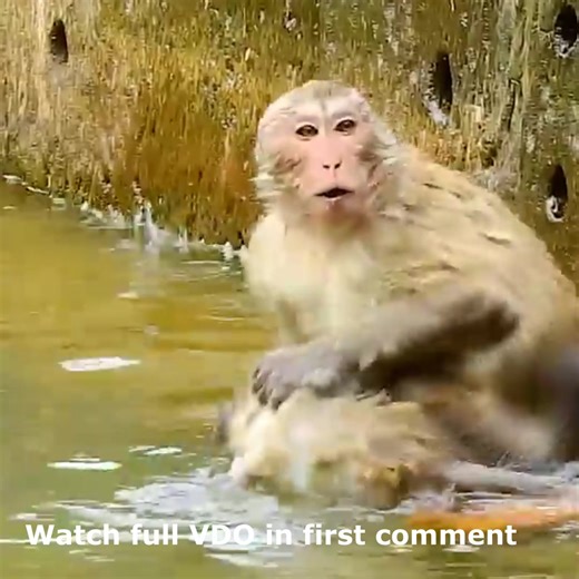 Breaking Heart: Bad Monkey Killing Orphan Baby Monkey in the Pool Watch full VDO in first comment | Cute monkey family