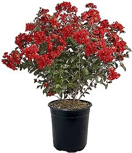 Shrub 3 Gallon Enduring Red Crape Myrtle