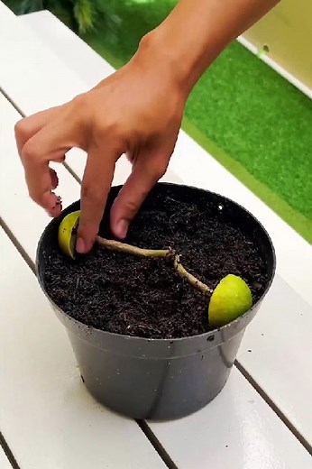 Creative Plant Hacks for Indoor and Outdoor Gardening | 5-Minute MAGIC