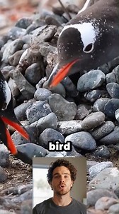 #animals | Animal Matrix | Facebook