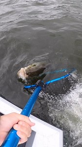 The new Fortis Rubber Net is 5-pounder approved! Fishing solo or with a partner this net gets the job done! 💪🏻 #fortisnet #new #newnet #rubber #rubbernet #clambleedblue #clamoutdoors #TheIceAwaits | Clam Outdoors