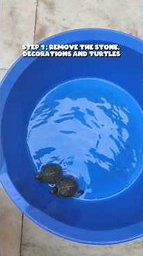 Daily Care for Baby Red Ear Slider Turtles | Water Change & Feeding #greenturtles #turtle #turtles