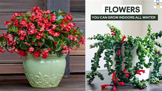 Indoor flowers that bloom through winter: 17 top picks