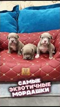 Щенки в самом редком и желанном типе ЭКЗОТ ждут своих хозяев. Американские булли 💪