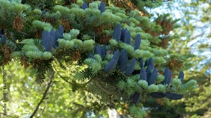 Close up of a Korean fir. Its blue or purple cones are clearly visible against the green needles on the branches. The wind blows in the tree so that the branches swing up and down.