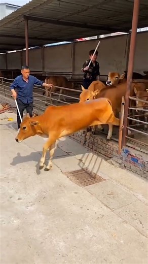 Real Cattle Farming Life | From Home Ranch to Large-Scale Farms#AllCattleFarmers