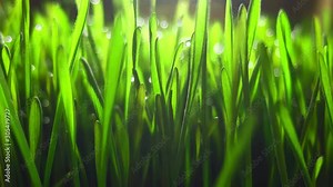 Rye Field (Cereal) Growing Crop Time Lapse. Fresh Green Rye Plant Grow Timelapse. Rye Harvest Concept. Grass grown extensively as a grain, a cover crop and a forage crop.