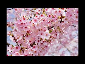 ダークダックス 上高地の春