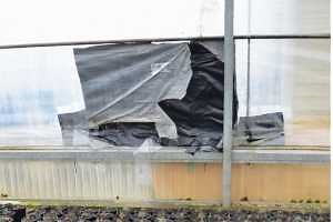 Inspect greenhouses to mitigate heat loss during sub-zero temperatures