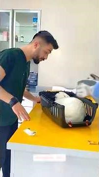 Dramatic Cats 😹 Funniest Cats