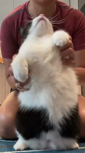 Famous dancer energy! She’s too cool for us now. Sorry, FC! 😎❤️#catsoftiktok #catlover #prettycat