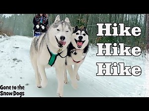 Dog Sledding Adventure | Mushing with a Husky Puppy