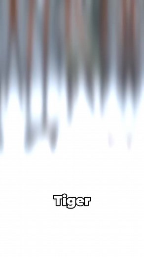 Tiger vs. Grizzly fight! #animals #animallife #facts #factsyoudontknow #nature #fight #wildlife | FactZoo