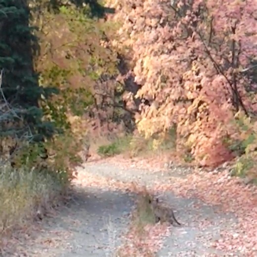 El puma se abalanza sobre el corredor. ¡Y su mamá anda cerca! 😱🐆 | No lo creo