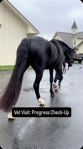Frida | Black 2021 Oldenburg Mare on Instagram: "Progress update 🤍 Frida had her recheck last Friday with her vet Dr. Fraser @evergreenequineveterinary and her neck is comfortable, stable, and ready for the next step. She’s been cleared to start short trot work @pegasustrainingandrehab 🤍👏 We’re taking it slow and intentional, building just a few minutes at a time, and listening to her every step of the way. I’m endlessly grateful for Dr. Fraser and her assistant Jenna, both who go above and b