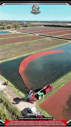 Cranberry Harvester machine Collecting 1500 kg During Farm Work