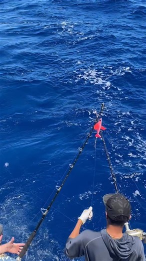 Lihue Fishing Supply on Instagram: "@captaindonsfishing with a solid Aku using the @hawaiianmalolo bird! We still have a few left in stock! Stop by and check it out! #lfskauai #lihuefishingsupply"